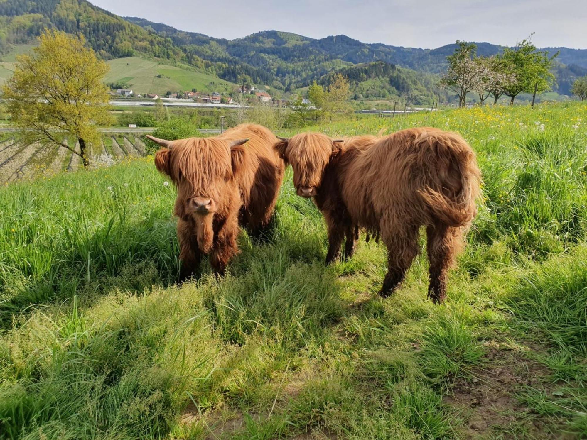 Ferienhof Vordere Alm Оберкирх Экстерьер фото